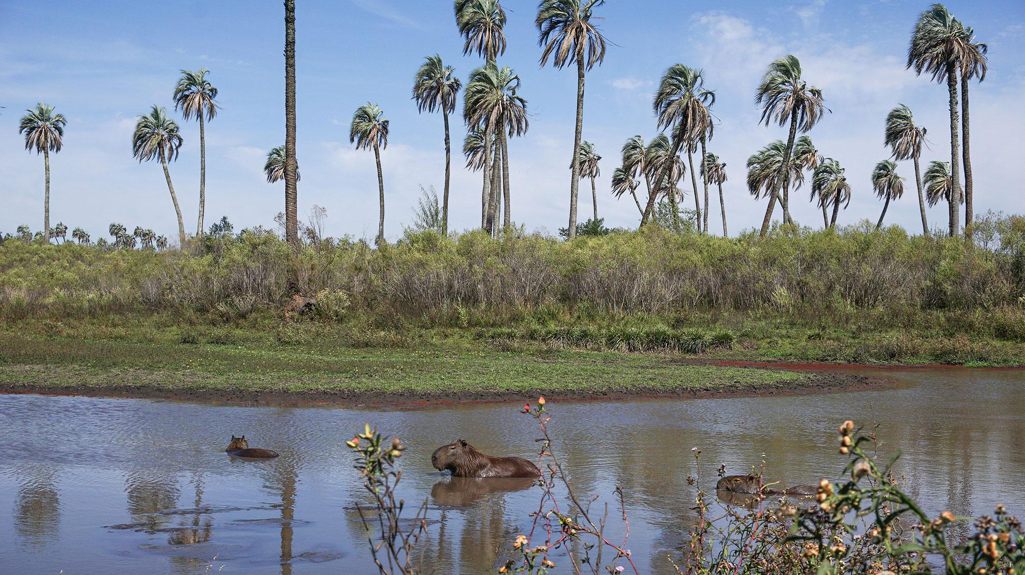 El Palmar National Park